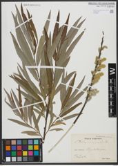 Foto von Salix viminalis L.